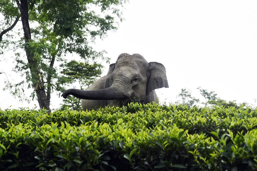 Wildlife Attacks