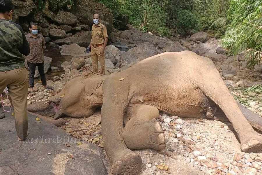 ഏറുമാടങ്ങളിൽ ഇരുന്നല്ല കാട്ടുകൊമ്പന്മാരെ വെടിവയ്ക്കുന്നത്, ദാ,ഇങ്ങനെ നേർക്കുനേർ നിന്ന് | വനപർവ്വം11