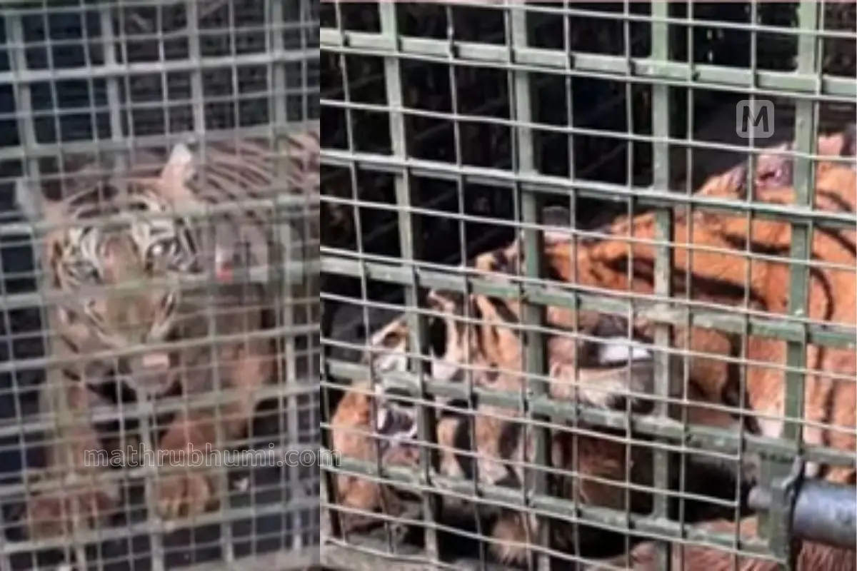 The tiger captured by forest officials in Kumbalathamon | Photo: Mathrubhumi news