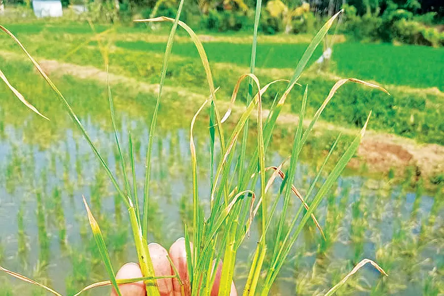 നെല്ലിൽ ബാക്ടീരിയൽ ഓലകരിച്ചിൽ വ്യാപനം; മൂടിക്കെട്ടിയ കാലാവസ്ഥയും വെയിലും പ്രശ്നം, നിയന്ത്രണം?