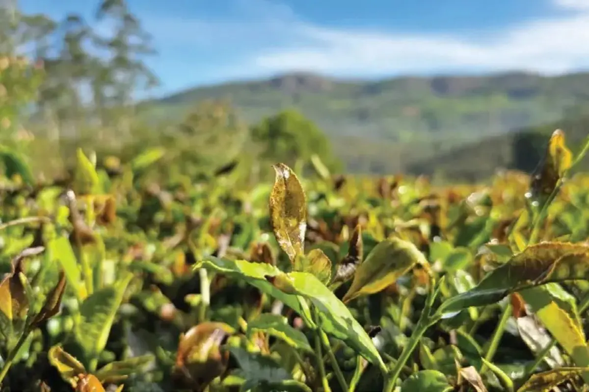 Tea crops ruined due to severe frost in Munnar