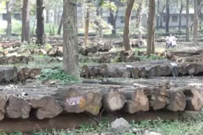 Nilambur teak auction: Centuries-old logs sold for ₹31.85 lakh in Kerala
