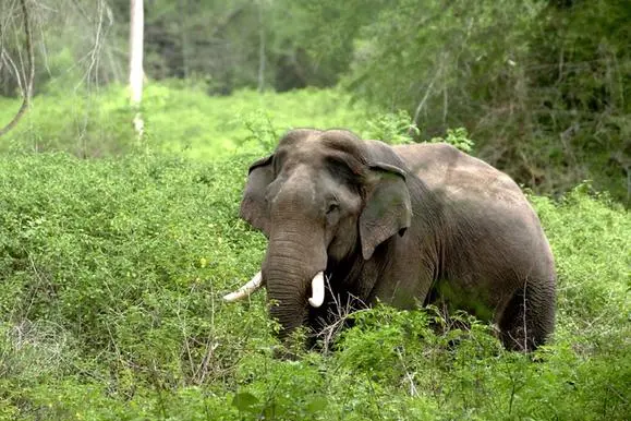 65-year-old woman found dead in Wayanad forest; elephant attack suspected