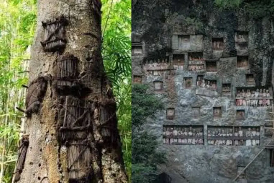 പല്ലുകൾ മുളയ്ക്കും മുൻപ് മരിച്ച കുഞ്ഞുങ്ങളുടെ, മരത്തിലെ ശവക്കല്ലറകൾ