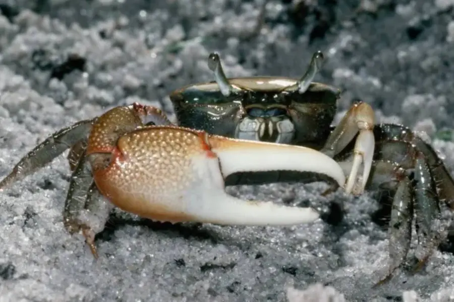 fiddler crabs