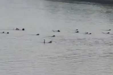 Monkeys dive into river in daring attempt to save companion from crocodile | VIDEO
