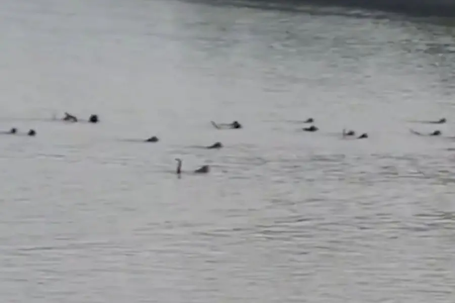 Monkeys dive into river in daring attempt to save companion from crocodile | VIDEO