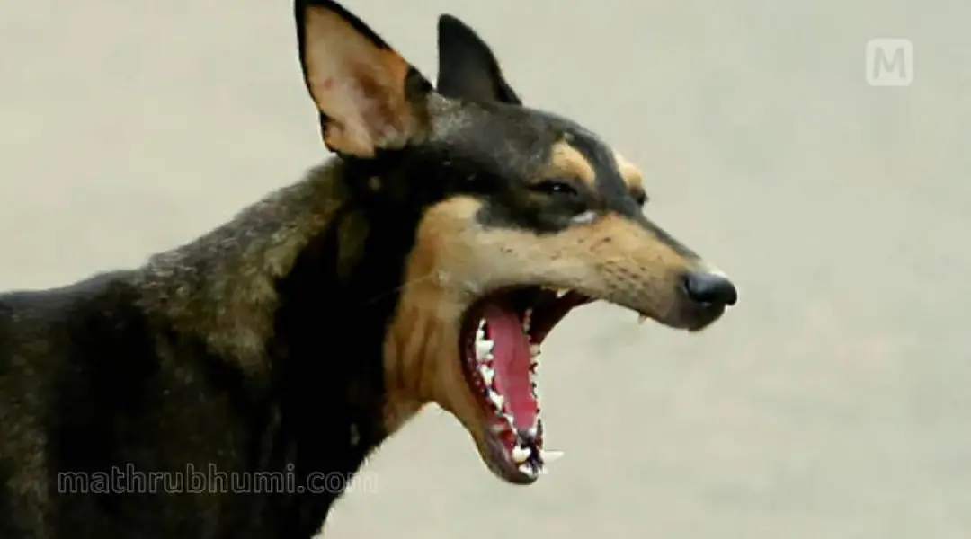 Representational Image