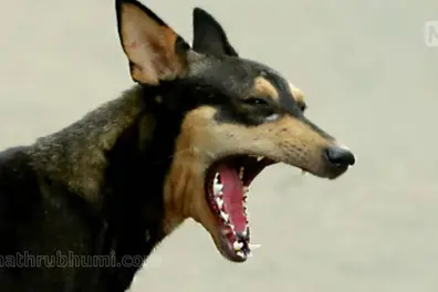 Newborn’s body found in dog’s jaws in cremation ground; Child rights activists flag systemic failure