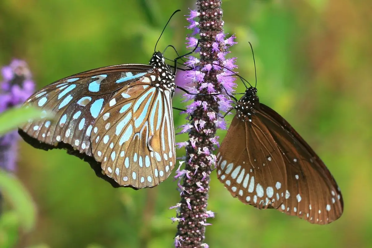 Nilgiri tiger also known as neela kaduva is a butterfly found in the Western Ghats | Photo: Mathrubhumi/ Jayesh P