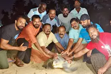 ചാവക്കാട് തീരത്ത് വീണ്ടും കടലാമക്കാലം; സീസണിലെ ആദ്യ കടലാമ മുട്ടയിട്ട്‌ മടങ്ങി