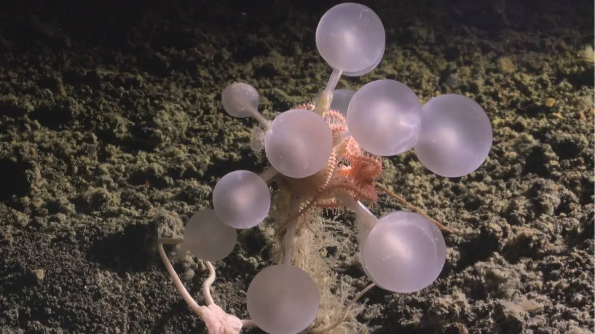 ഡെത്ത്-ബോൾ സ്പോഞ്ച് | Photo: The Nippon Foundation-Nekton Ocean Census/Schmidt Ocean Institute © 2025
