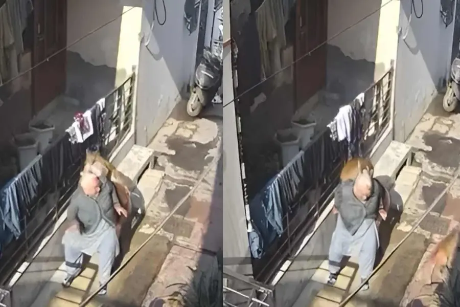 haryana monkey attack