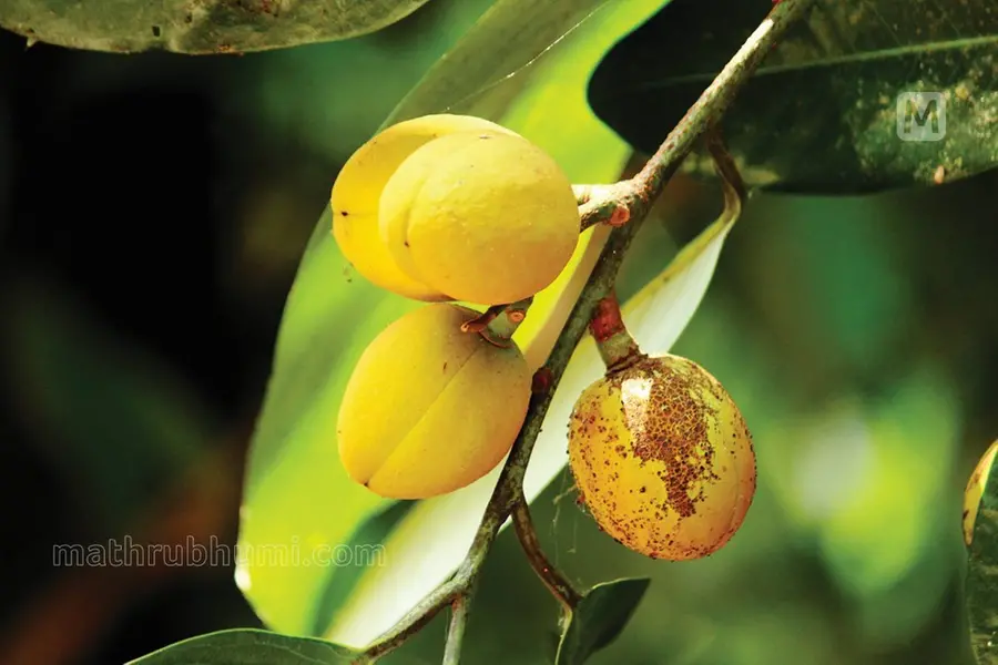 നട്ടുനനയ്ക്കാം, 60 വർഷം വരെ വിളവെടുക്കാം; ജാതികൃഷി എങ്ങനെ?