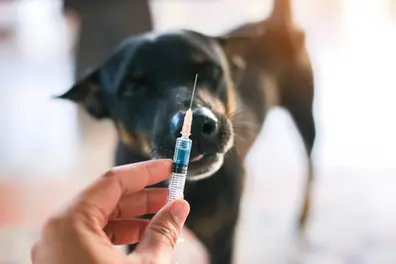 National Medical Commission directs hospitals to maintain mandatory anti-rabies vaccine stocks