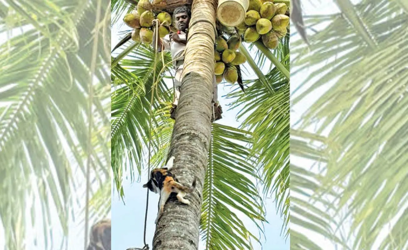തെങ്ങിൽ കുടുങ്ങിയ പൂച്ചയെ നാട്ടുകാരനായ സൽസൻ രക്ഷപ്പെടുത്തി താഴേക്ക് ഇറക്കുന്നു
