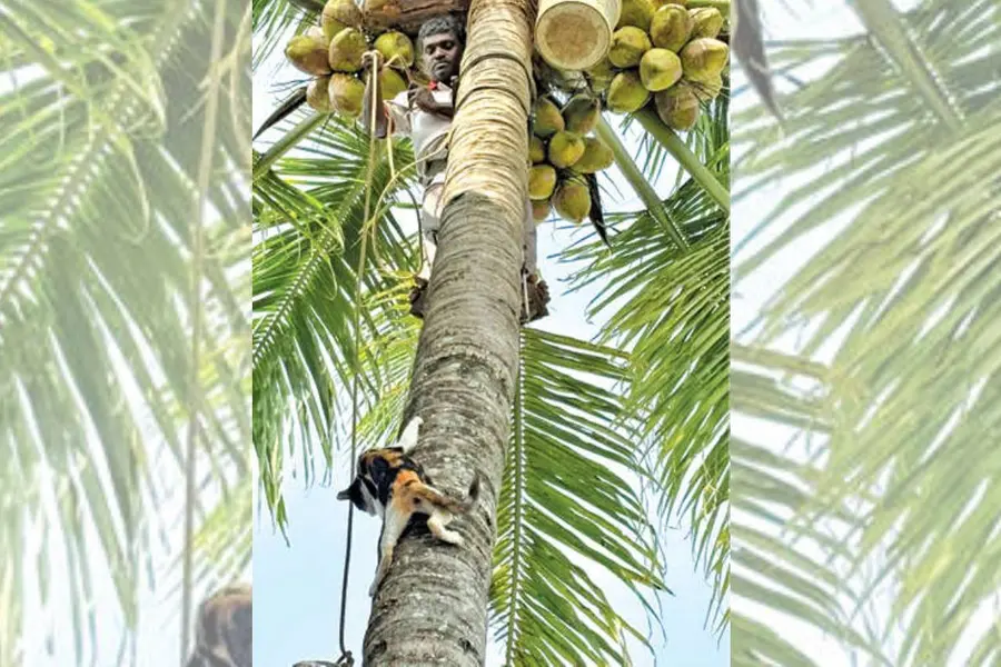 നായ ഓടിച്ച് തെങ്ങിൽ കയറ്റി; ഓലയിൽ കുടുങ്ങിക്കിടന്ന ഗർഭിണിയായ പൂച്ചയെ നാട്ടുകാർ രക്ഷപ്പെടുത്തി
