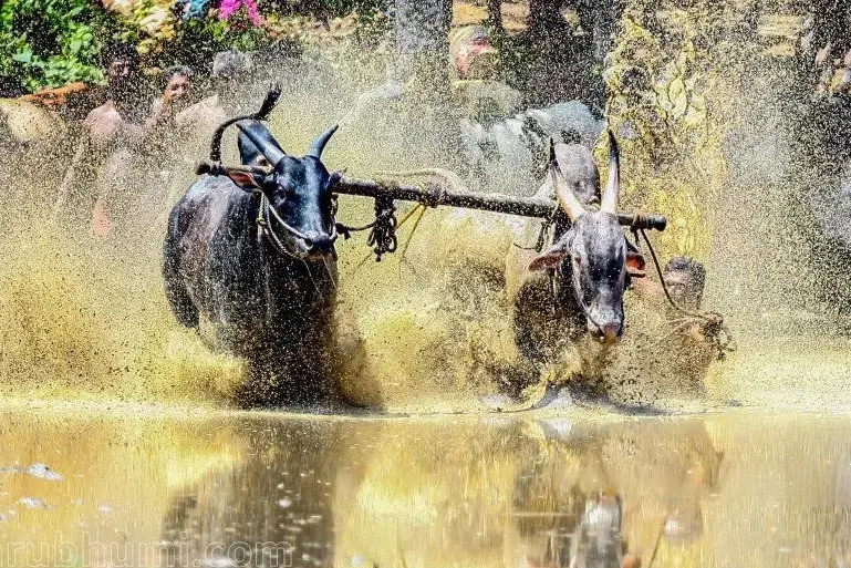 Jallikattu event in Tirupati marred by injuries
