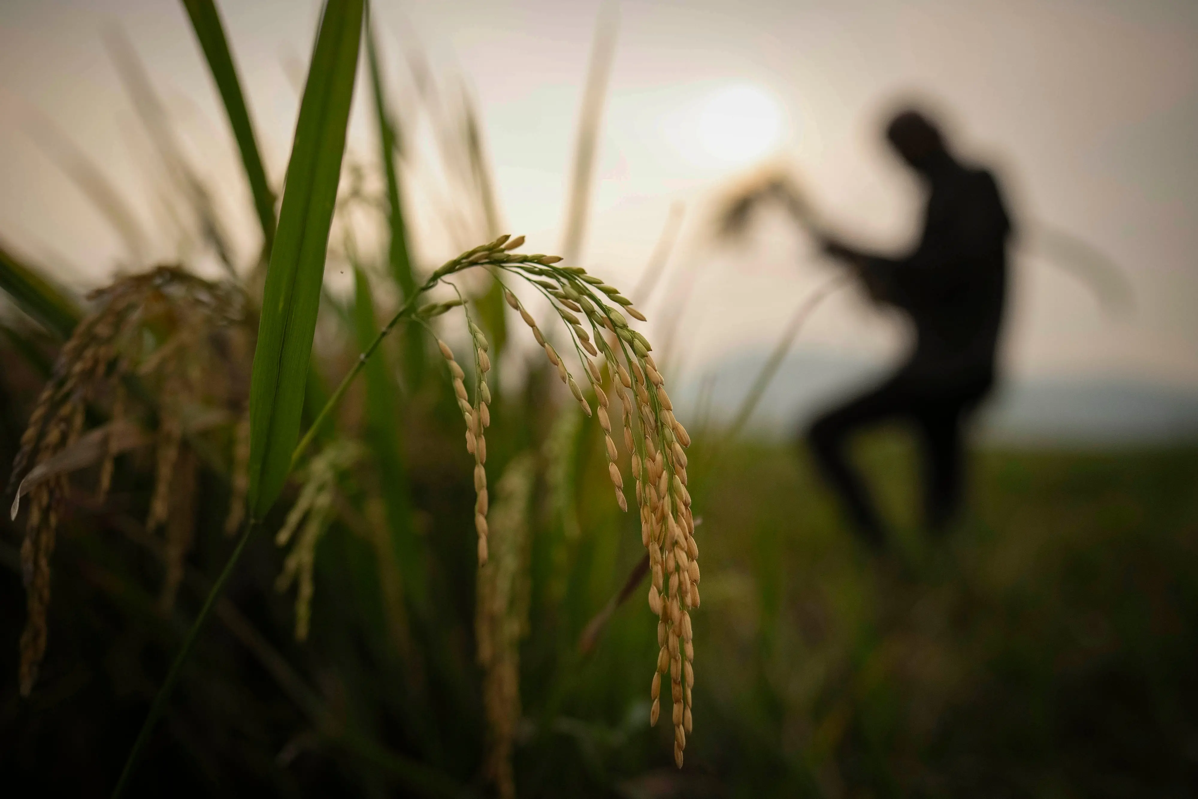 A farmer harvests rice crop in a paddy field on the outskirts of Guwahati, India | File photo: AP