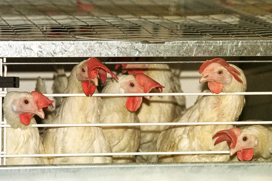 chicken price