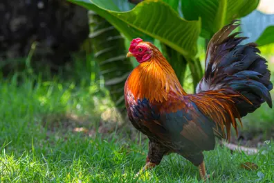 Dindigul hosts All-India rooster exhibition; rare ₹3 lakh fan-tailed bird steals the show