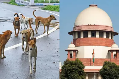 Stray dog crisis: Kerala chief secretary approaches SC over shortage of shelters