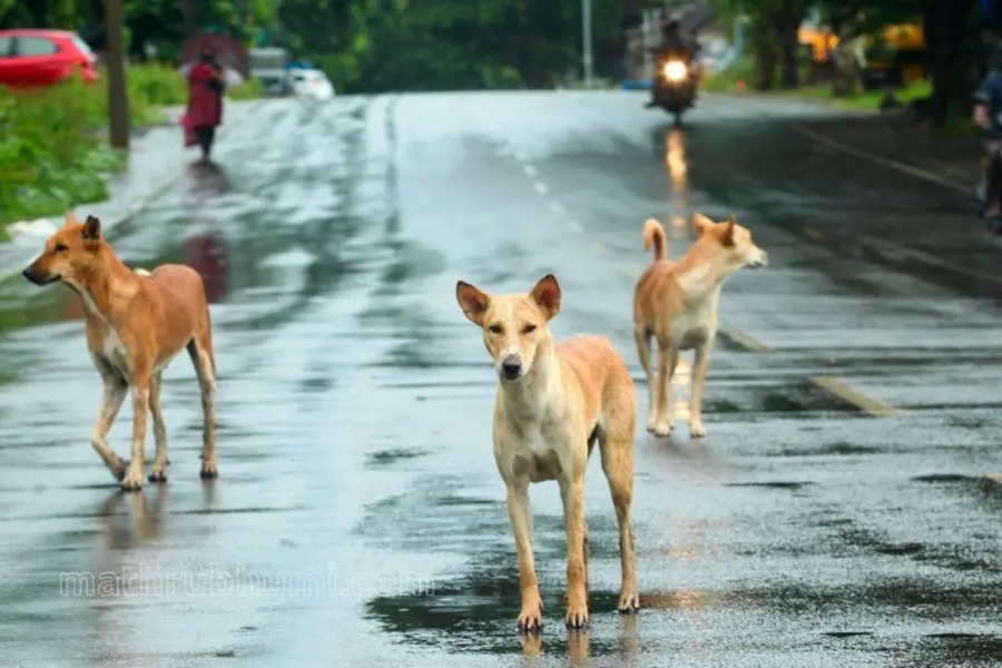 stray dog