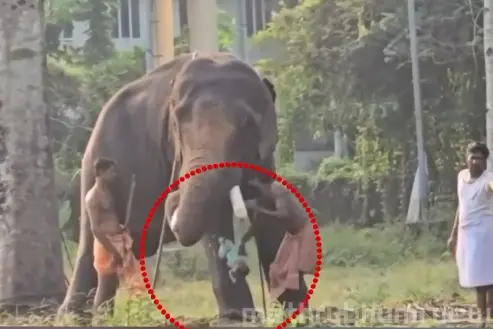 child-elephant