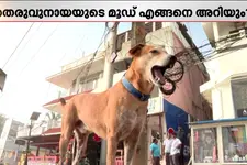‘തെരുവ് നായയുടെ 'മൂഡ്' എങ്ങനെ അറിയും? നായകൾക്ക് ഇനി കൗൺസിലിംഗ് നൽകേണ്ടി വരുമോ?’