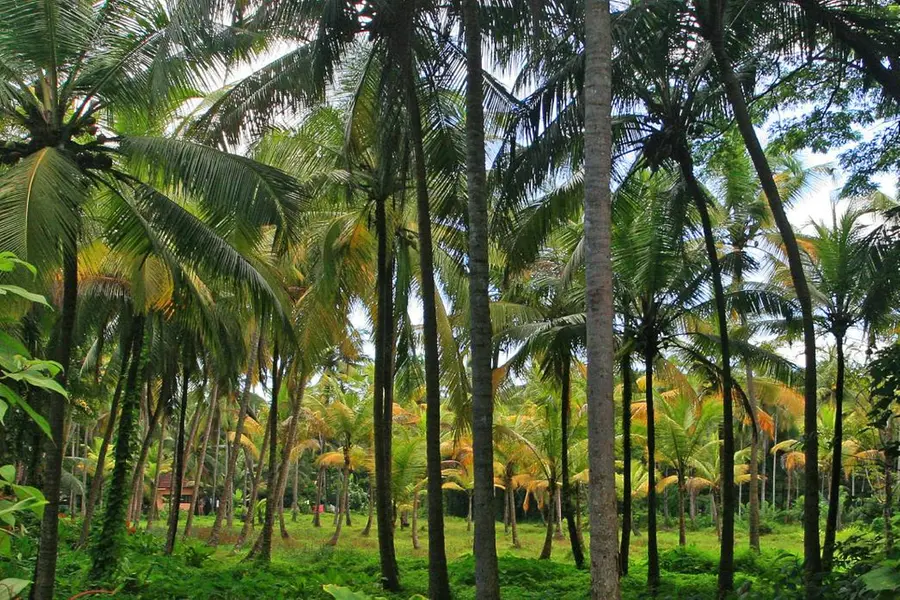 ഉത്പാദനച്ചെലവിലെ കുതിപ്പ്; തെങ്ങുകർഷകരുടെ നേട്ടത്തിൽ ഇടിവ്