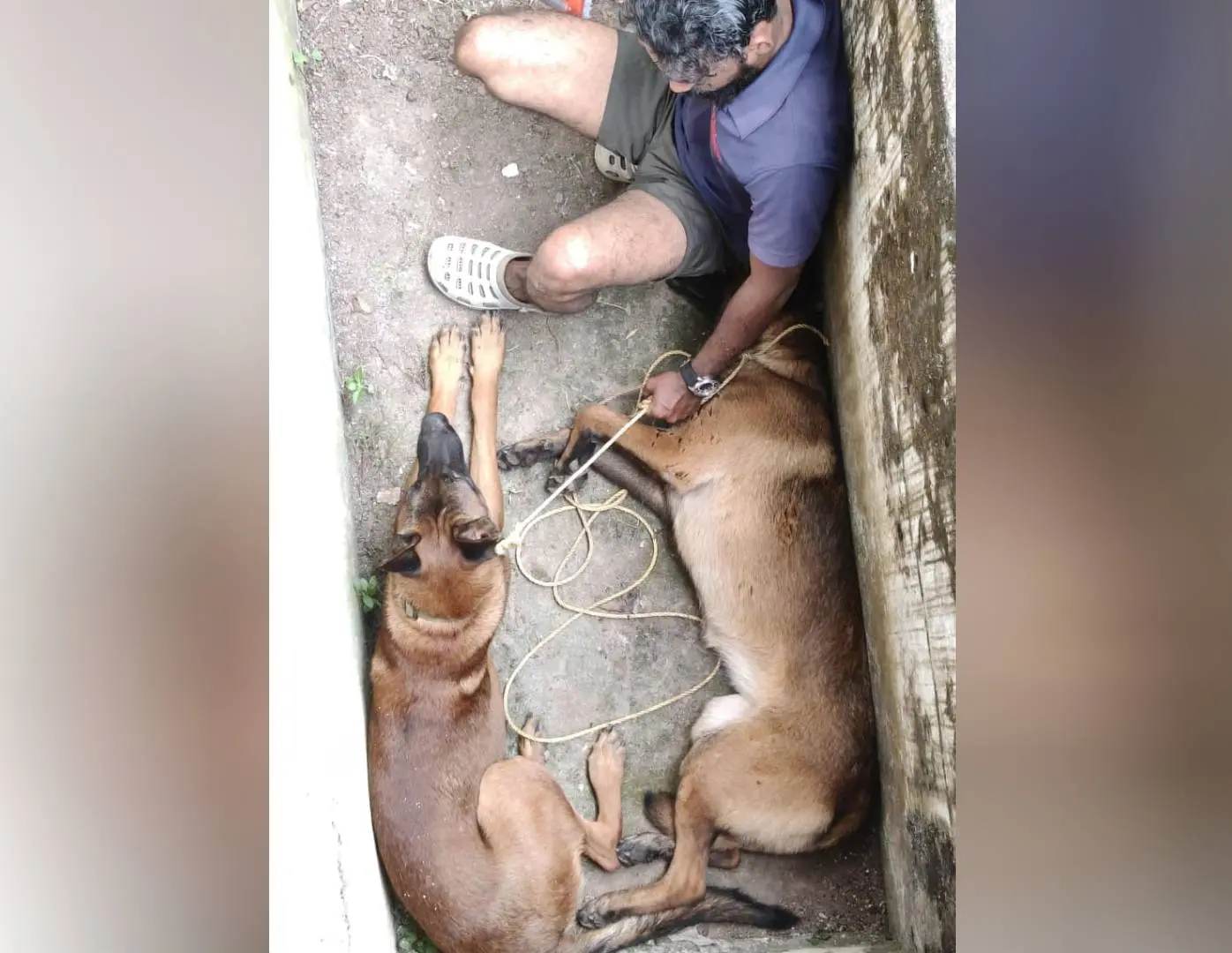 കുട്ടിയെ ആക്രമിച്ച നായ്ക്കൾ