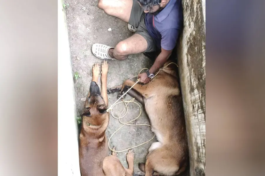 സ്കൂളിൽനിന്ന് മടങ്ങിയ പ്ലസ് ടു വിദ്യാർഥിനിയെ വളർത്തുനായ്ക്കൾ ആക്രമിച്ചു; സംഭവം ശ്രീകാര്യത്ത്