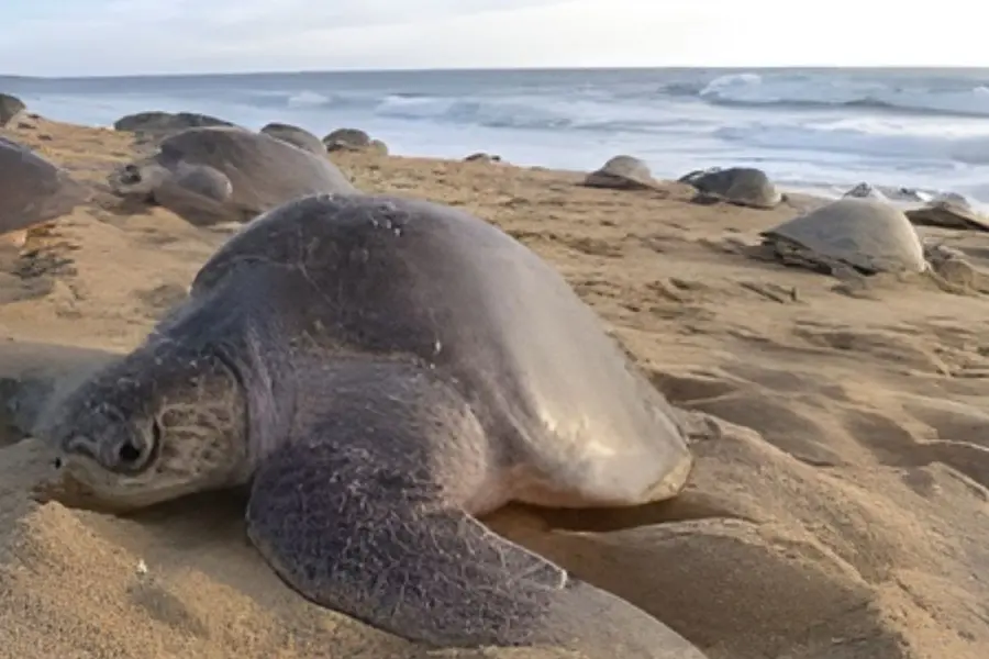 Olive Ridley Turtle mating season begins near Odisha’s Rushikulya coast