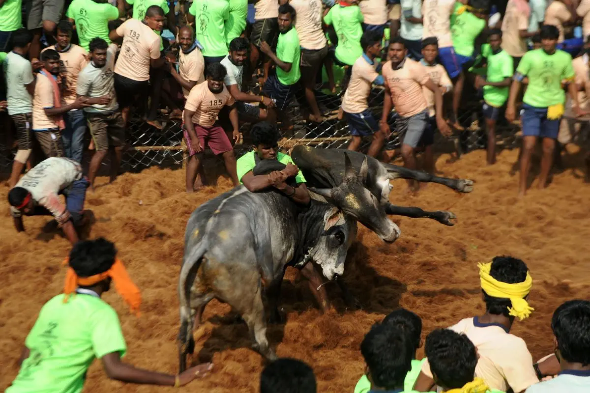 Jallikattu bulltaming | Photo: AFP