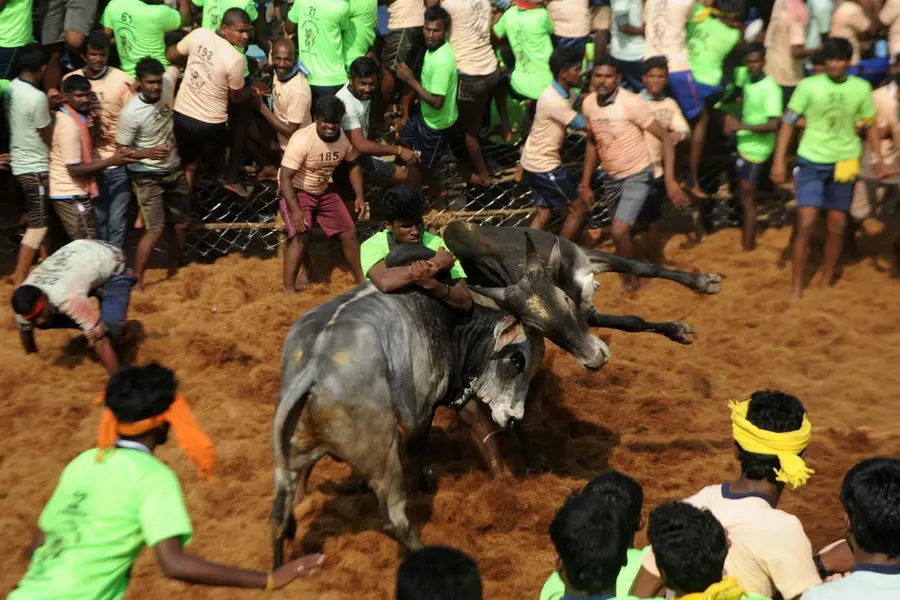 Jallikattu