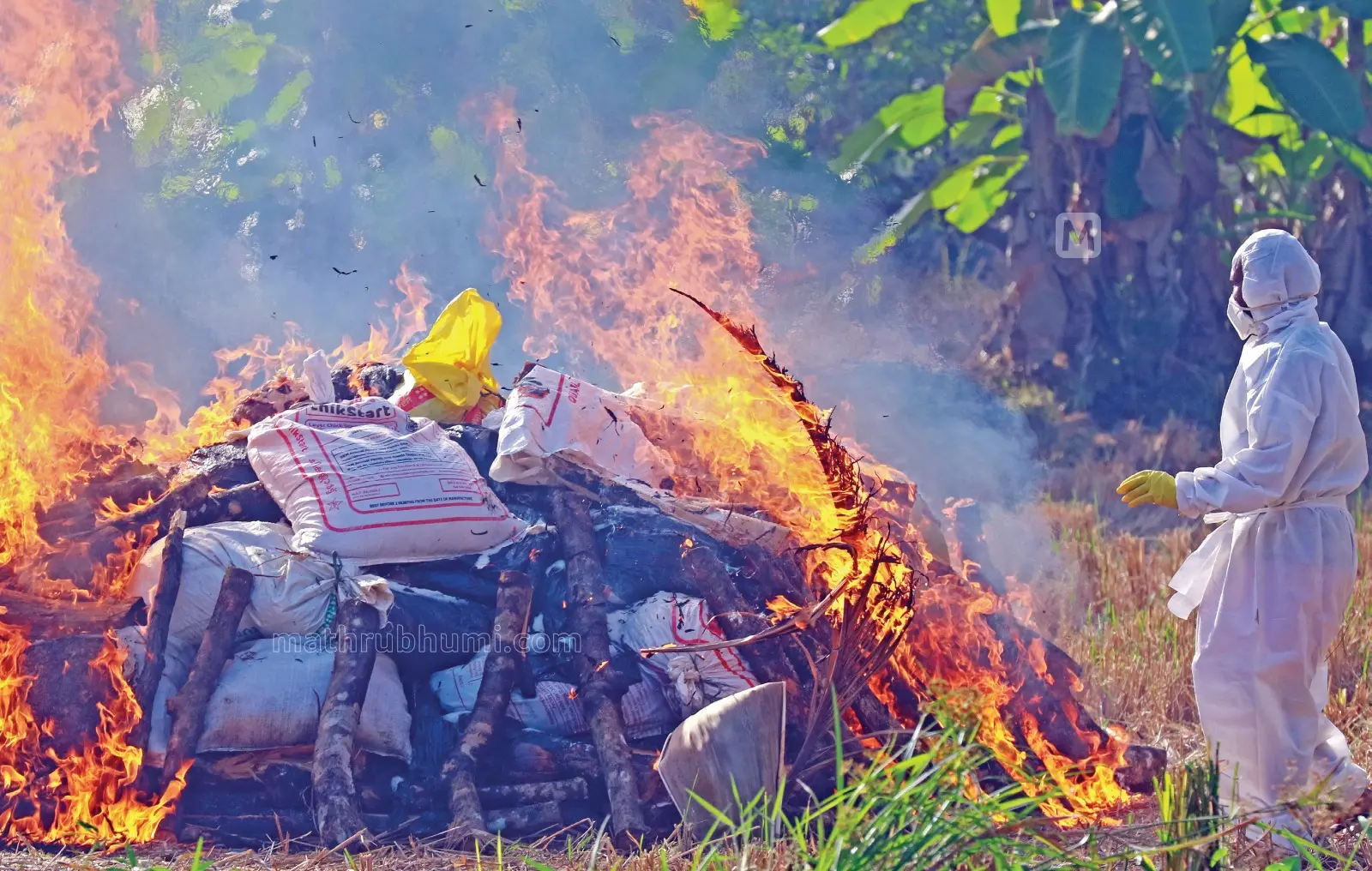 ആലപ്പുഴ അമ്പലപ്പുഴ നോർത്ത് പഞ്ചായത്തിൽ കാരിക്കൽ ആറുപ്പുരയിൽ മനോജിന്റെ ഉടമസ്ഥതയിലുള്ള എം ആൻഡ് എം ഫാമിൽ പക്ഷിപ്പനി (H5N1) സ്ഥിരീകരിച്ചതിനെത്തുടർന്ന് പ്രഭവകേന്ദ്രത്തിന് ഒരു കിലോമീറ്റർ ചുറ്റളവിൽ കള്ളിങ് നടത്തിയപ്പോൾ. ഫാമിൽ മാത്രം 982 കാടകളും 1766 കോഴികളെയും കൊന്നുനശിപ്പിച്ചു. പ്രഭവകേന്ദ്രത്തിന് ഒരു കിലോമീറ്റർ ചുറ്റളവിൽ ഏകദേശം അയ്യായിരത്തോളം താറാവ്, കോഴി, കാട, മറ്റു വളർത്തുപക്ഷികളെയുമാണ് കൊന്നുനശിപ്പിച്ചത്.