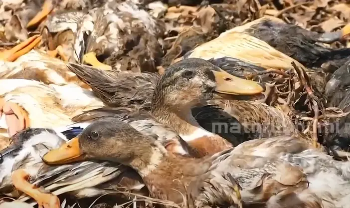 Representational image | Photo: Mathrubhumi