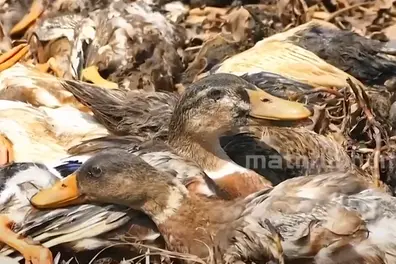 7,625 birds culled in Alappuzha after avian influenza detected in two panchayats