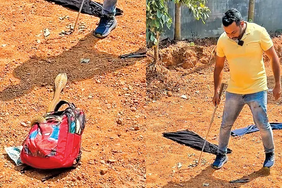 ഒന്നാംക്ലാസുകാരന്റെ ബാഗിൽ തലയുയർത്തി മൂർഖൻ; വീട്ടുജോലിക്കാരി രക്ഷപ്പെട്ടത് തലനാരിഴയ്ക്ക്