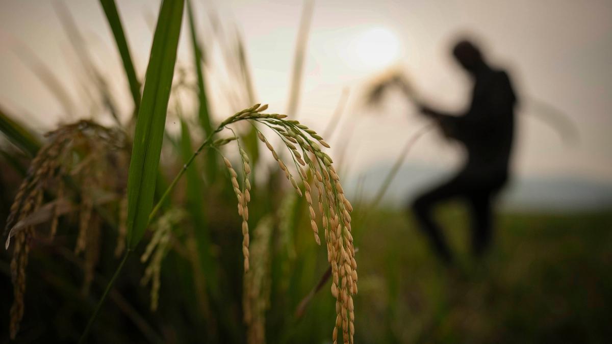 Jumping Rice India strengthens global lead as rice exports jump 19.4% post ...