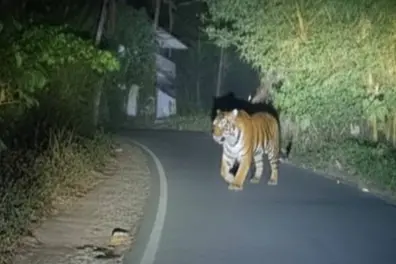 Tiger in Wayanad or just AI? No pugmarks found, locals file complaint; ‘witness’ may face action
