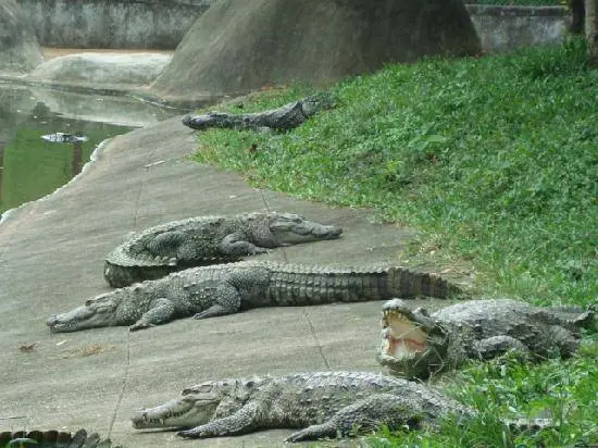 അഗസ്യപാർക്കിലെ ചീങ്കണ്ണികൾ