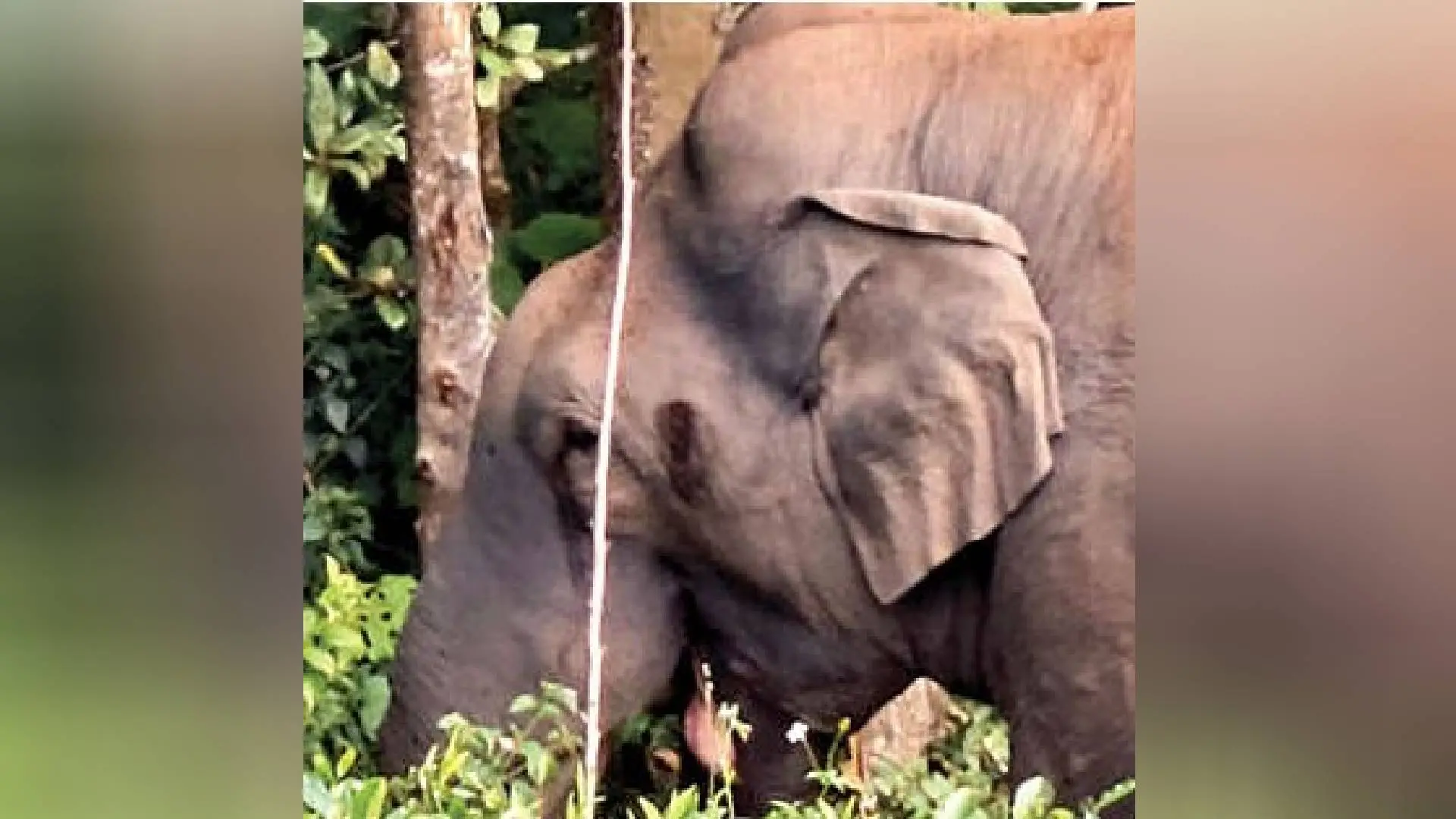 മദപ്പാടിലായ പടയപ്പ മാട്ടുപ്പട്ടി നെറ്റിക്കുടി ഭാഗത്തിറങ്ങിയപ്പോൾ.