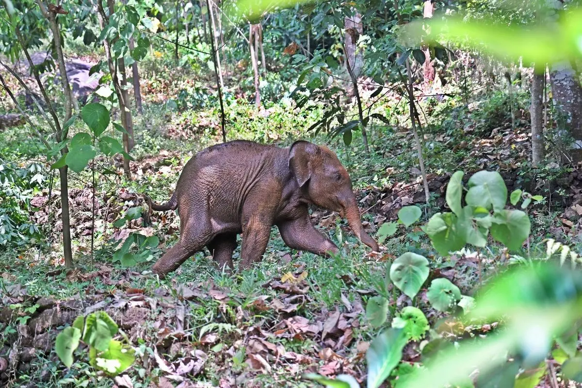 Elephant Calf | Photo: Mathrubhumi Archives