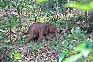 Wildlife tragedy: Elephant calf dies due to explosive trap in Sathyamangalam Tiger Reserve
