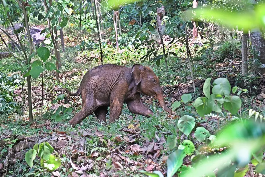Elephant Calf.