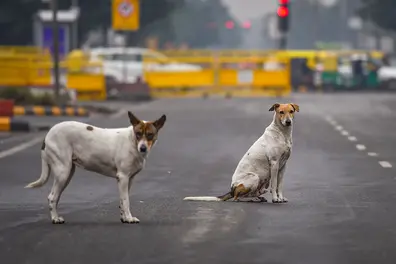 SC questions public feeding of stray dogs, seeks accountability