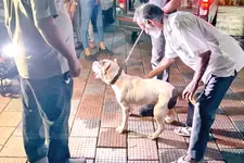 ഒടുവിൽ പിറ്റ്ബുള്ളിന്റെ ഉടമയെത്തി; കെെമാറി അധികൃതർ