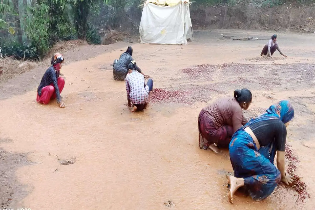 കുടകിൽ മഴയിൽ കുതിർന്ന കാപ്പിക്കുരു മഴവെള്ളത്തിൽനിന്ന് പെറുക്കിയെടുക്കാൻ കഷ്ടപ്പെടുന്ന തൊഴിലാളികളും കർഷകരും