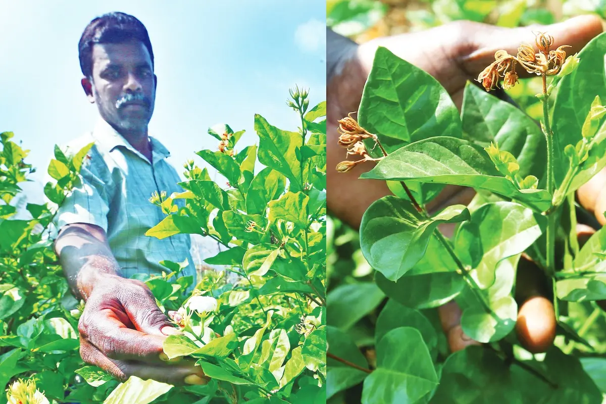 വാളയാർ ആറ്റുപ്പതിയിലെ മുല്ലപ്പൂക്കർഷകൻ ജോൺ ജോസഫ് തന്റെ മുല്ലപ്പൂവ് കൃഷിയിടത്തിൽ